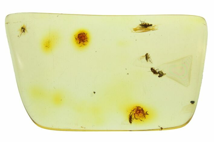 Polished Colombian Copal ( g) - Contains Five Flies! #286824